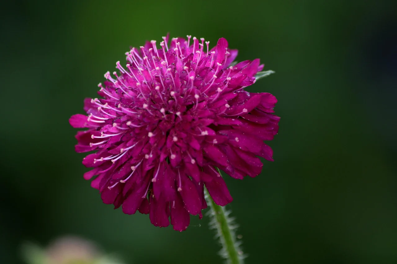 Knautia macedonica <br>WIDOW FLOWER 'WATERCOLOURS' - Image 26
