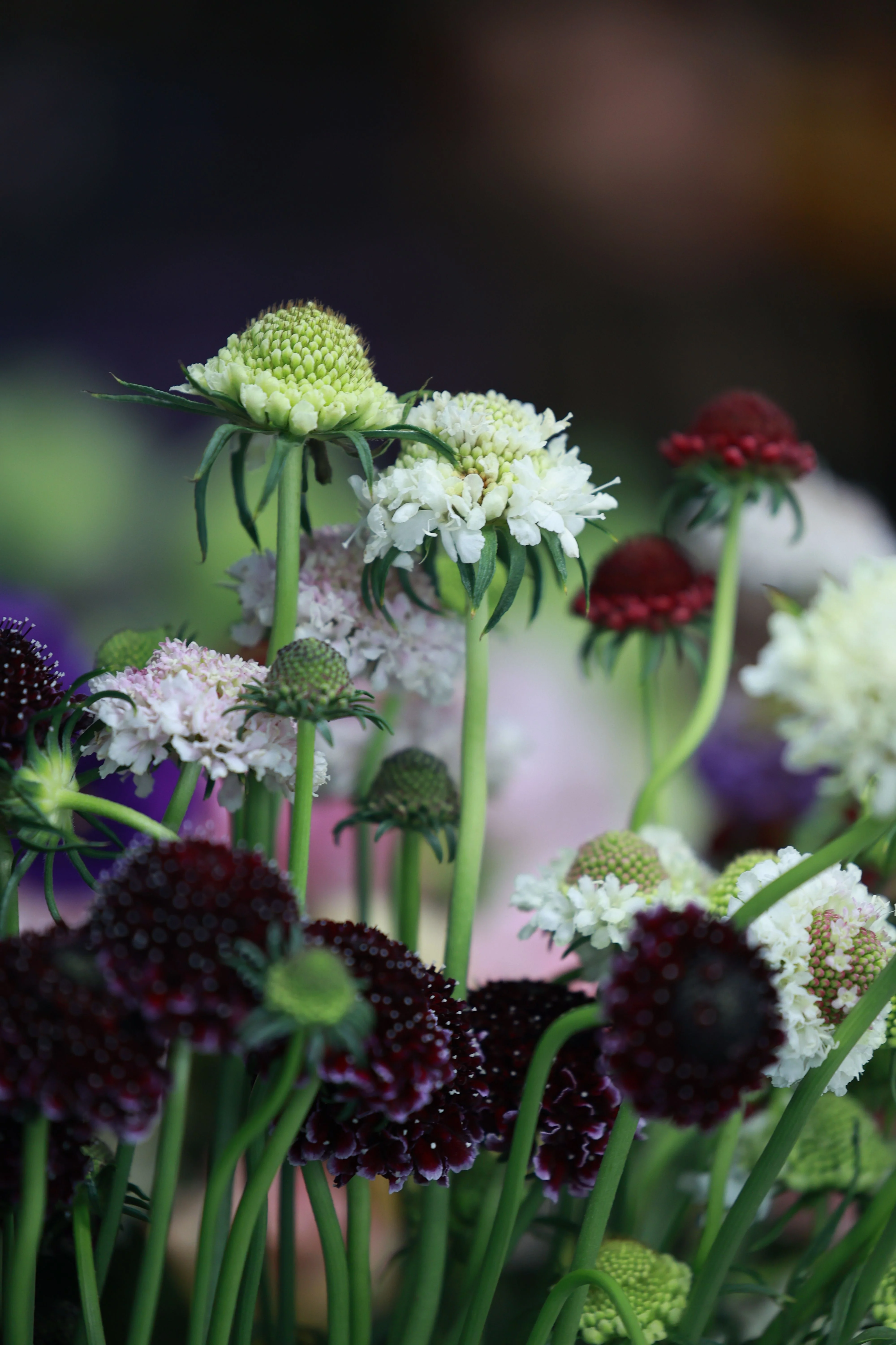 Knautia macedonica <br>WIDOW FLOWER 'WATERCOLOURS' - Image 3