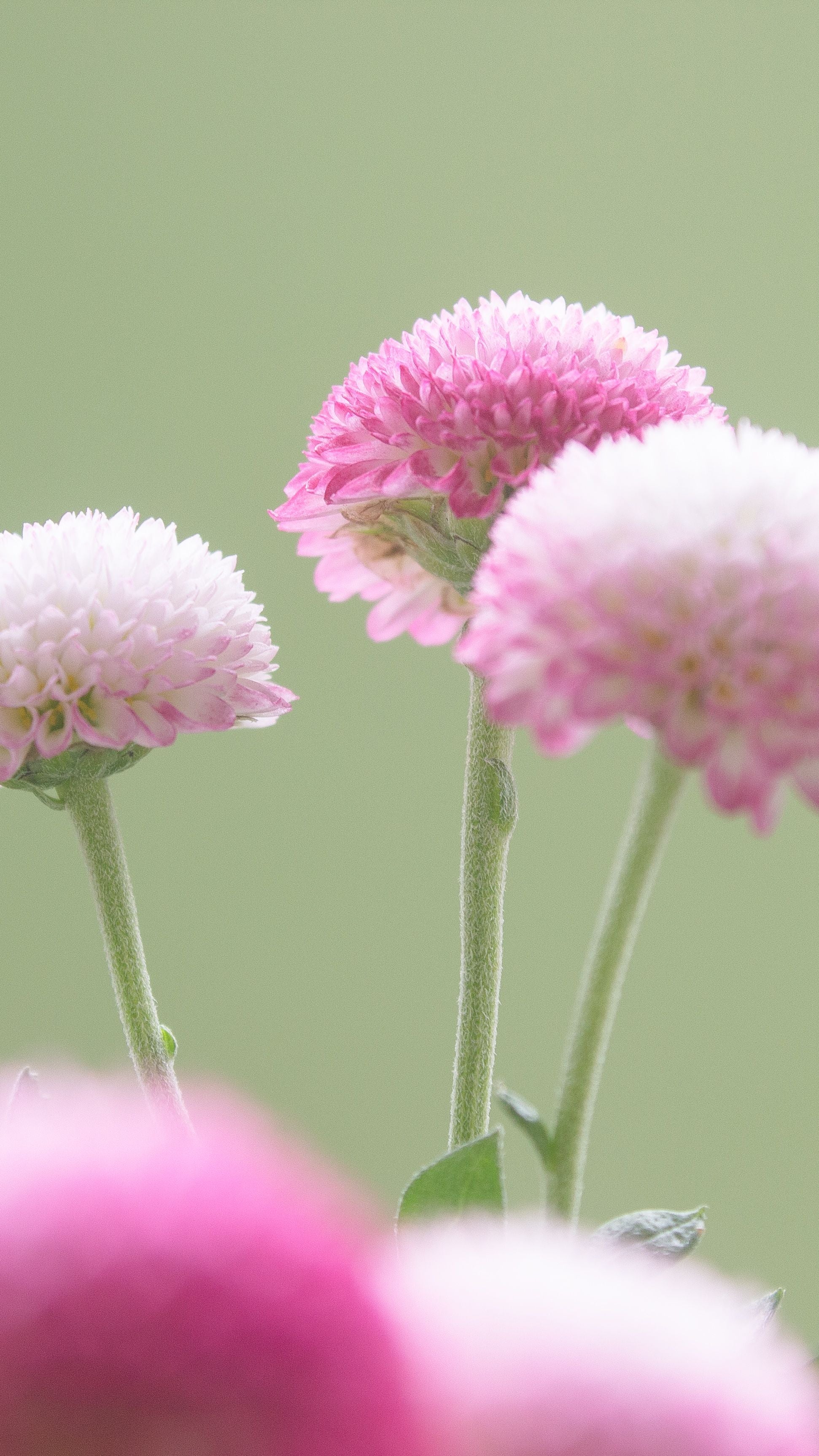 Knautia macedonica <br>WIDOW FLOWER 'WATERCOLOURS' - Image 4