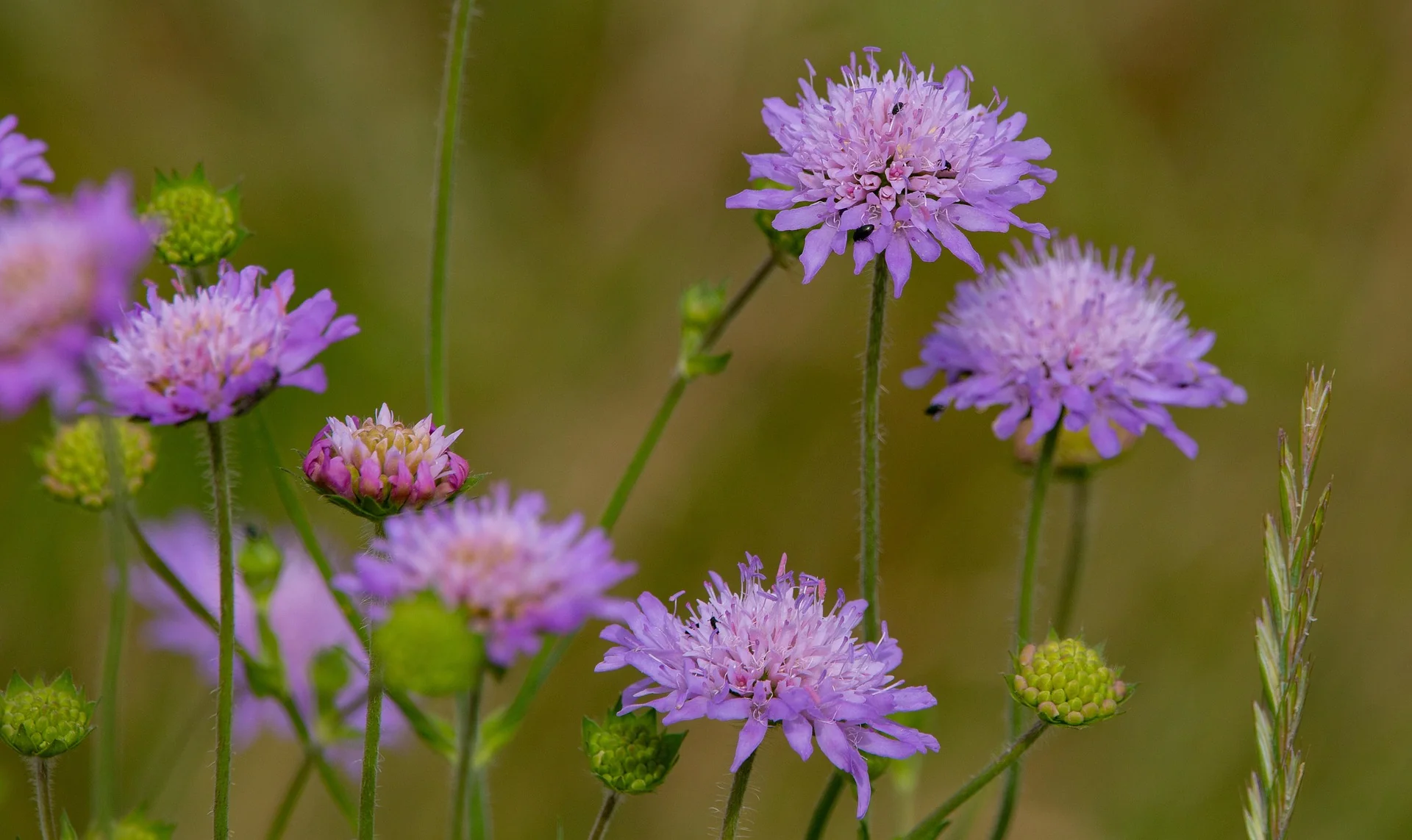 Knautia macedonica <br>WIDOW FLOWER 'WATERCOLOURS' - Image 5