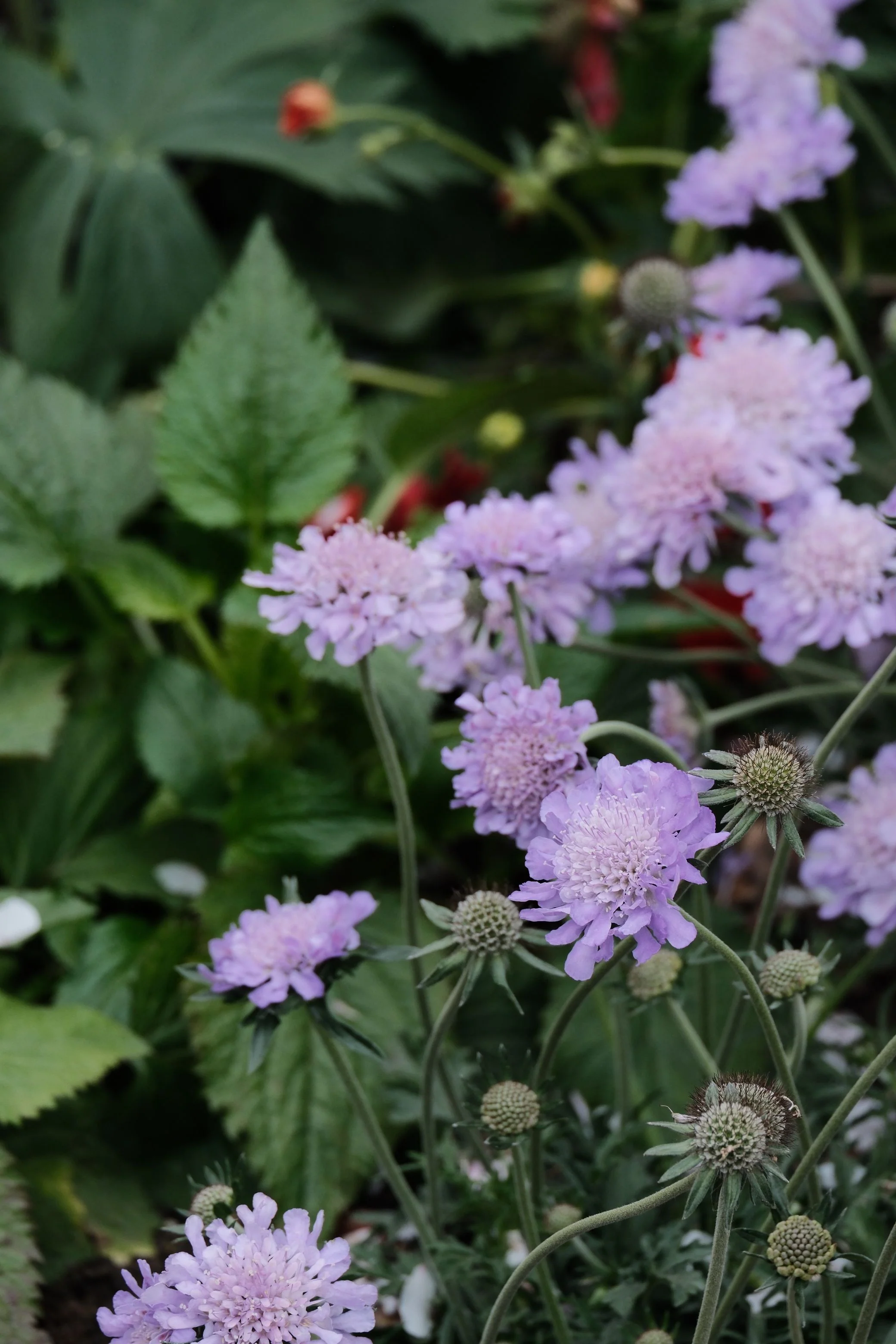 Knautia macedonica <br>WIDOW FLOWER 'WATERCOLOURS' - Image 6