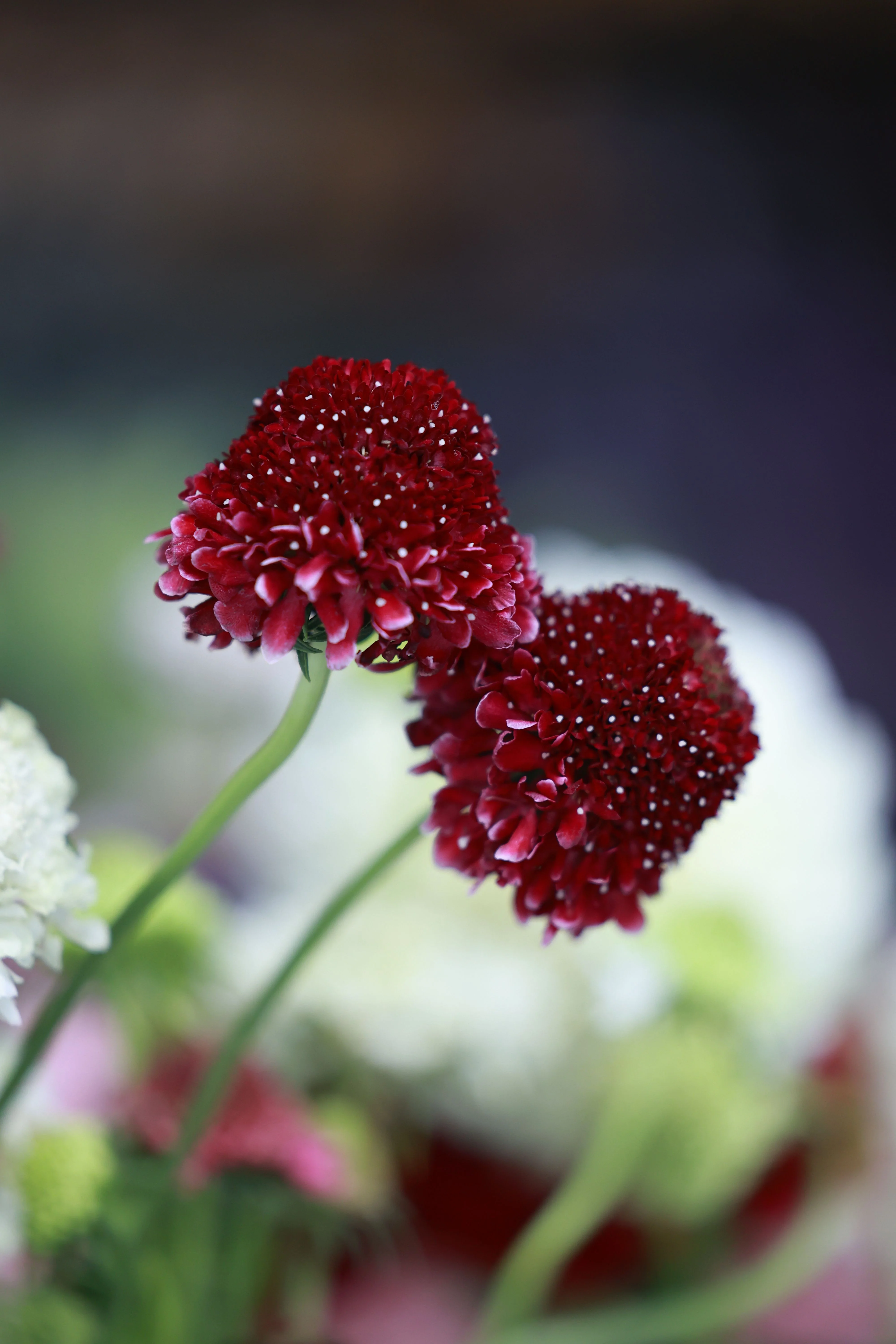 Knautia macedonica <br>RED WIDOW FLOWER - Image 3