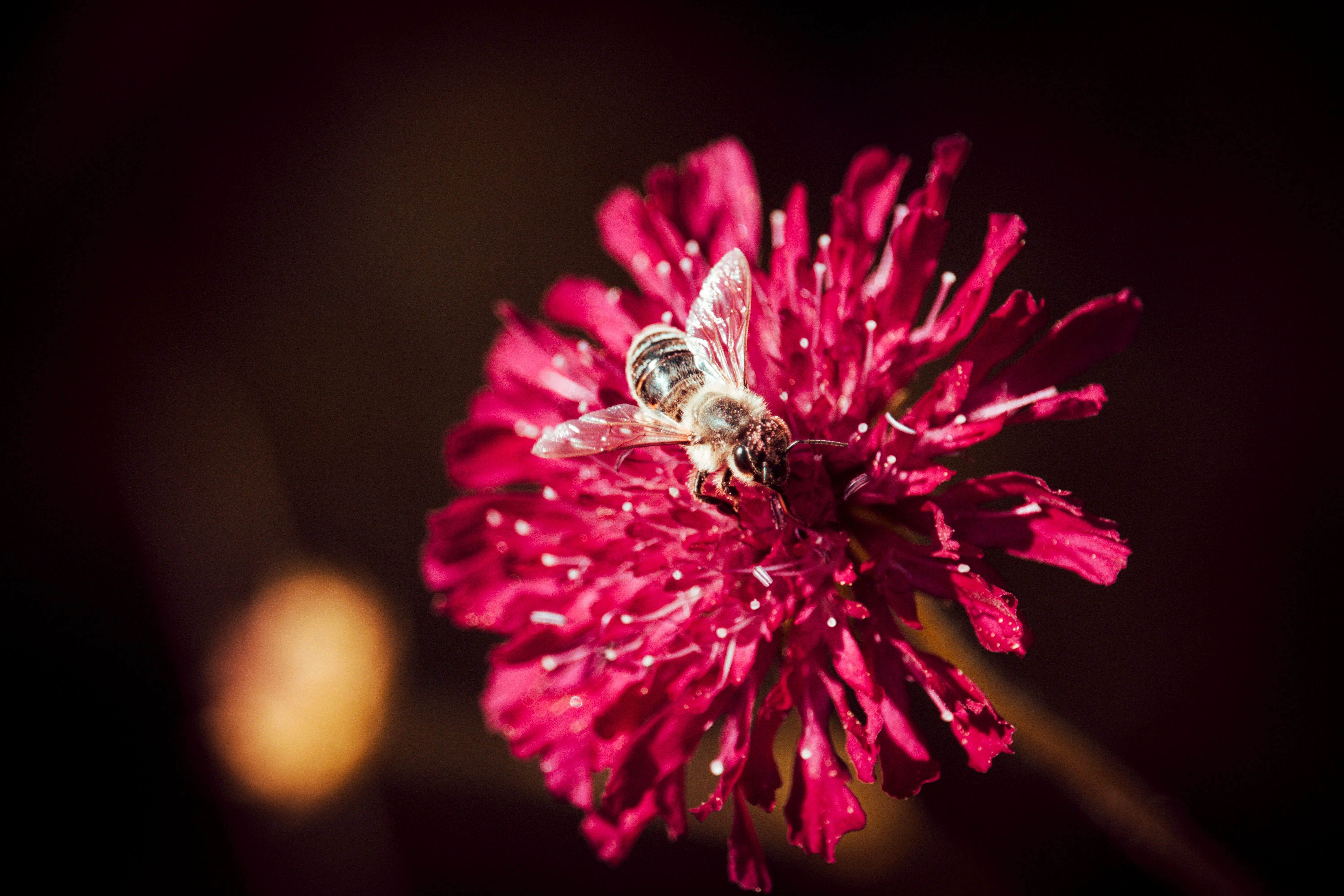 Knautia macedonica <br>WIDOW FLOWER 'WATERCOLOURS' - Image 8