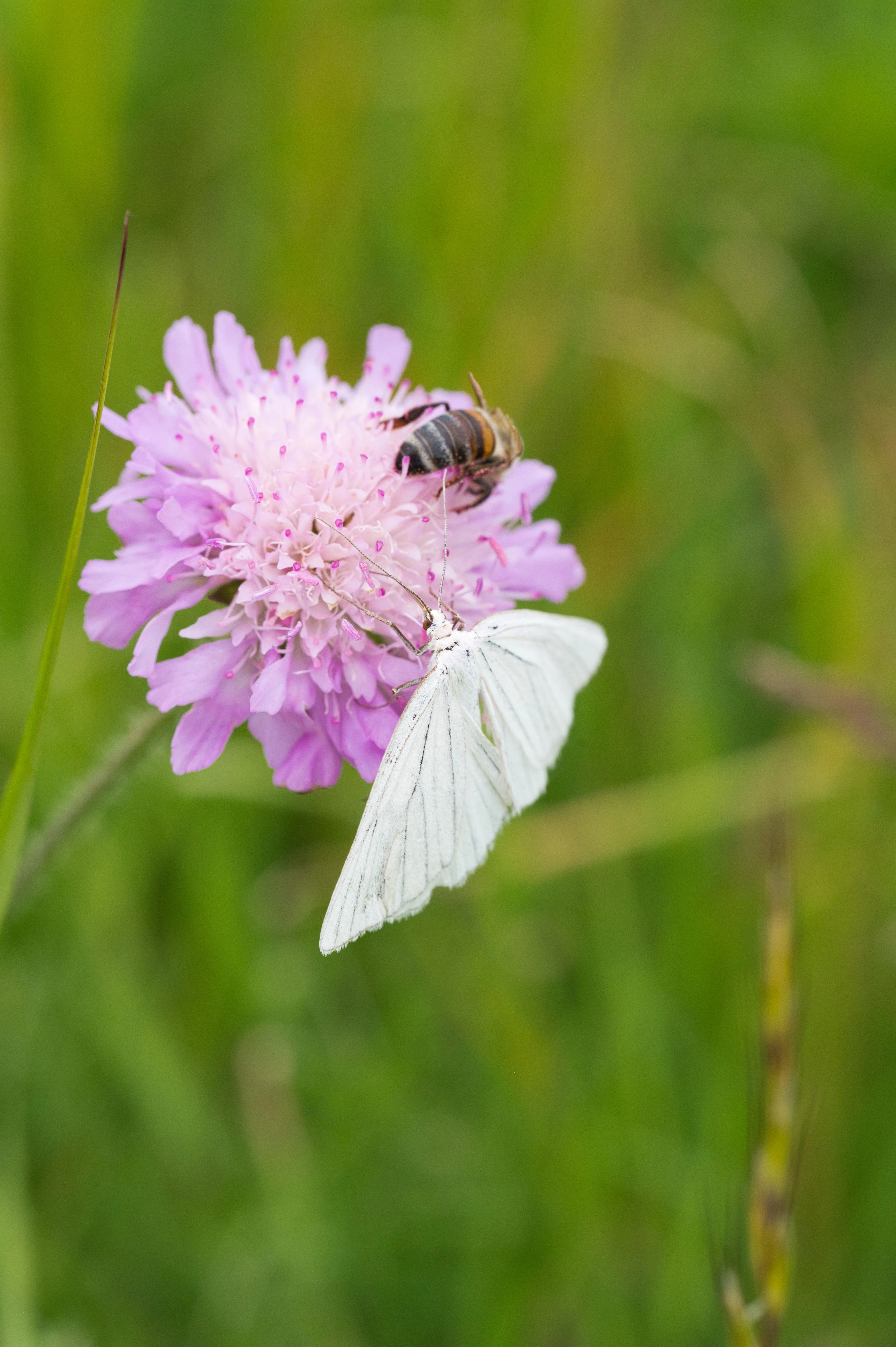 Knautia macedonica <br>WIDOW FLOWER 'WATERCOLOURS' - Image 9