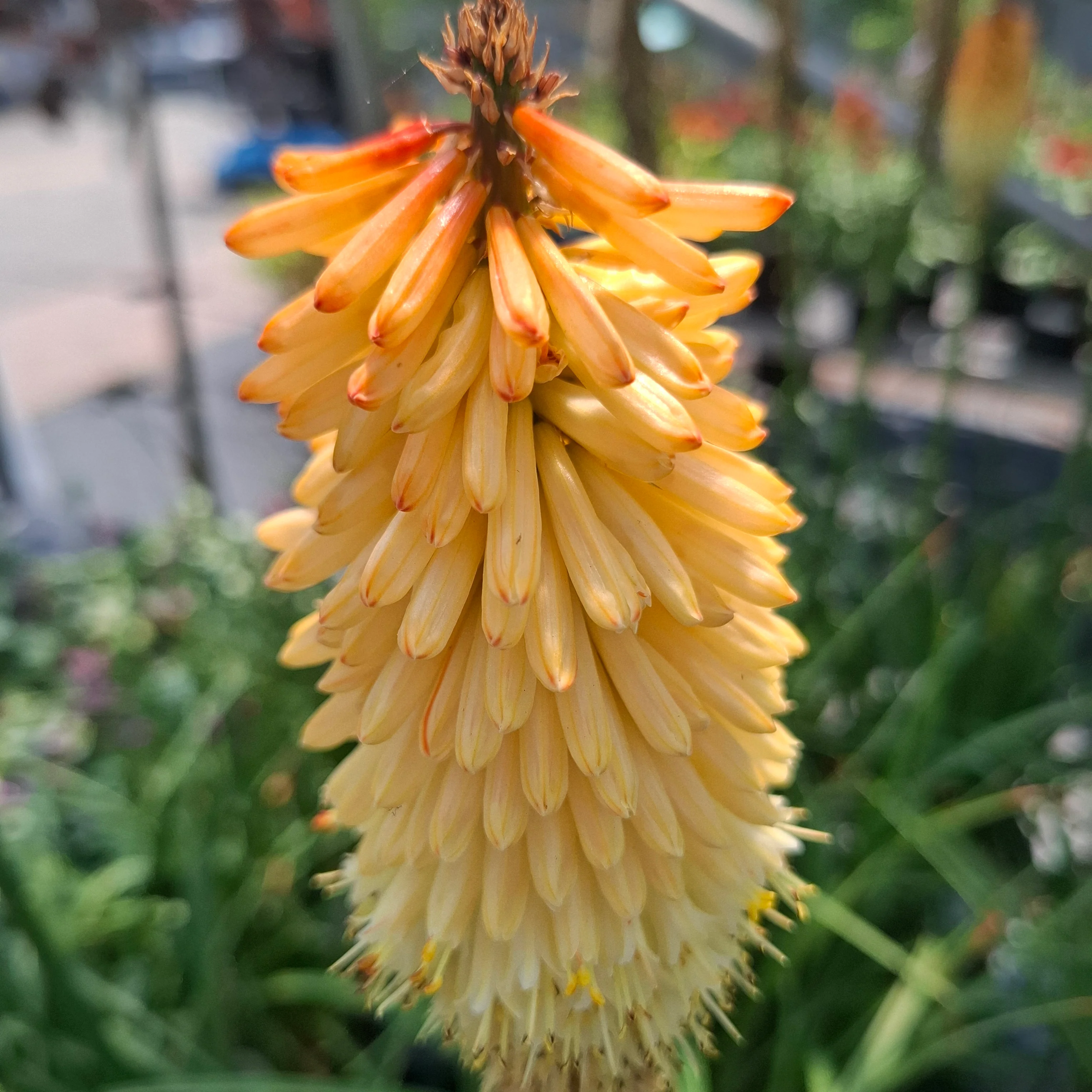 Kniphofia uvaria <br>RED HOT POKER, TORCH LILY MIX