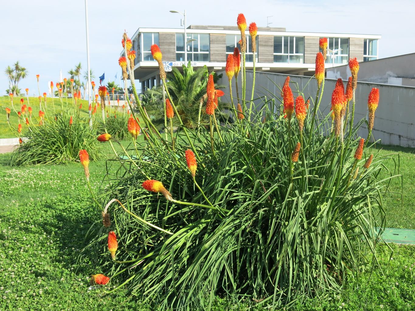 Kniphofia uvaria <br>RED HOT POKER, TORCH LILY MIX - Image 2