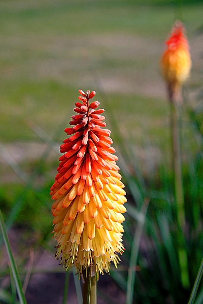 Kniphofia uvaria <br>RED HOT POKER, TORCH LILY MIX - Image 3