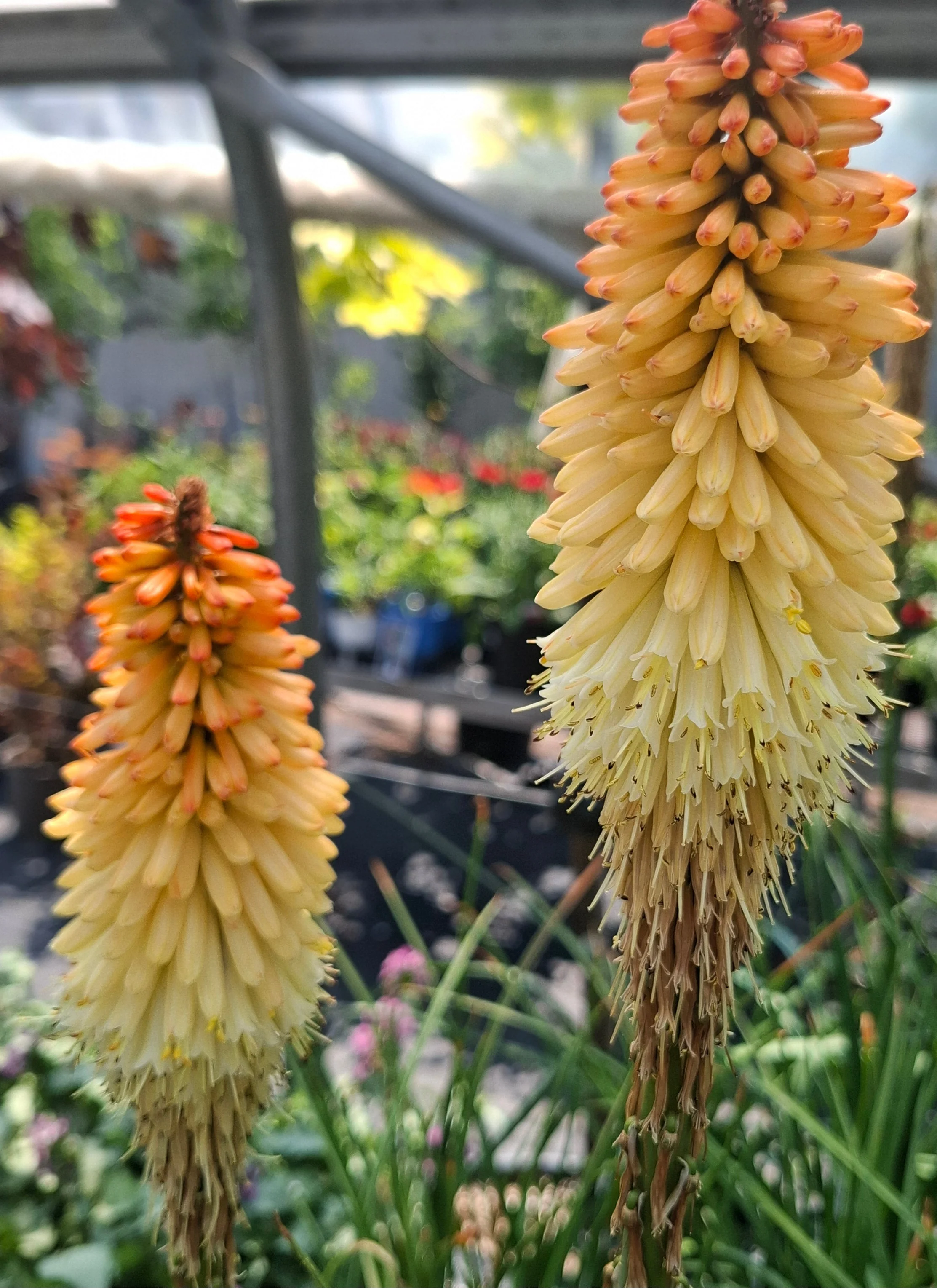 Kniphofia uvaria <br>RED HOT POKER, TORCH LILY MIX - Image 4