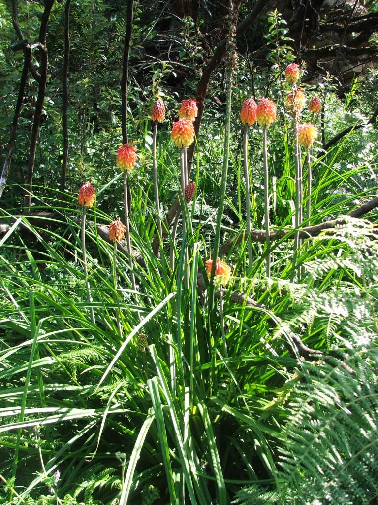 Kniphofia uvaria <br>RED HOT POKER, TORCH LILY MIX - Image 5