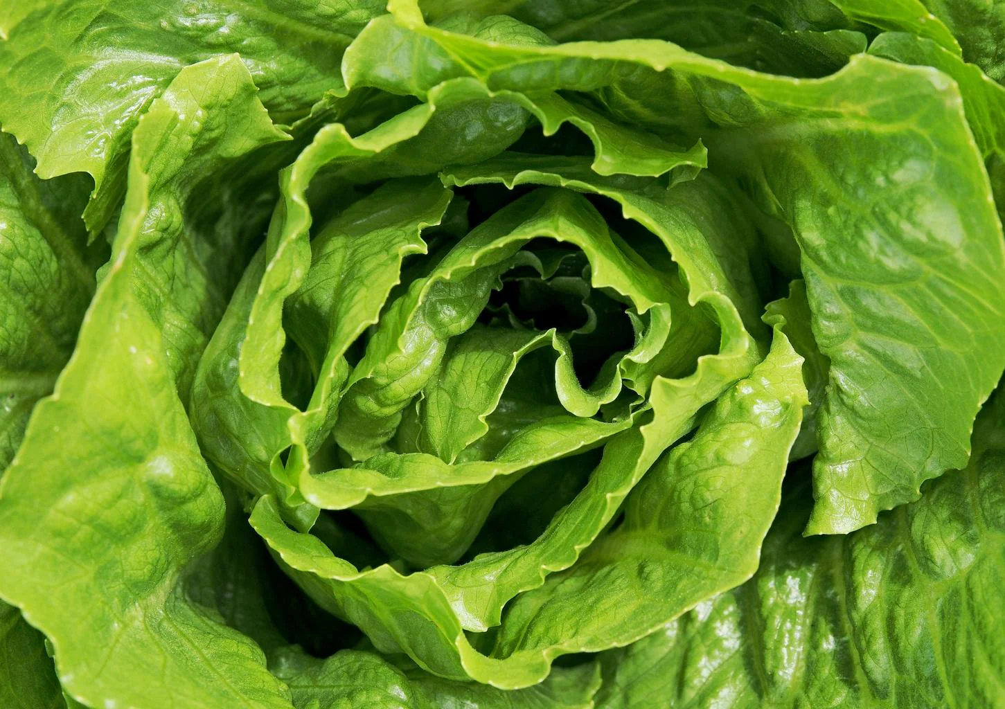 Lactuca sativa <br>BUTTERHEAD LETTUCE
