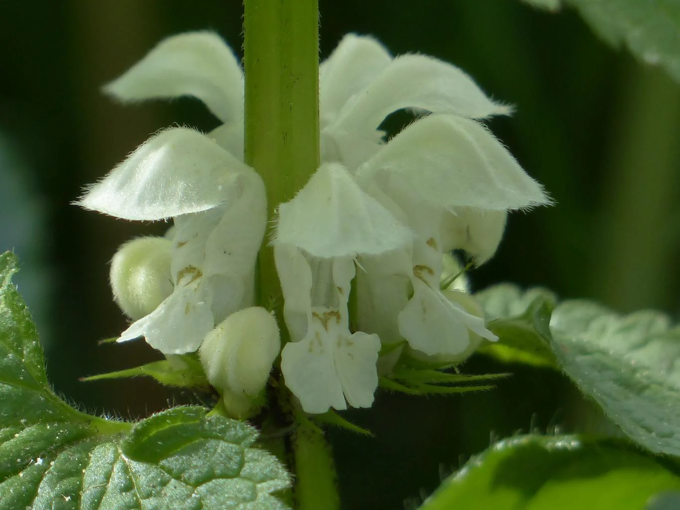 Lamium orvala <br>GIANT DEADNETTLE - Image 2