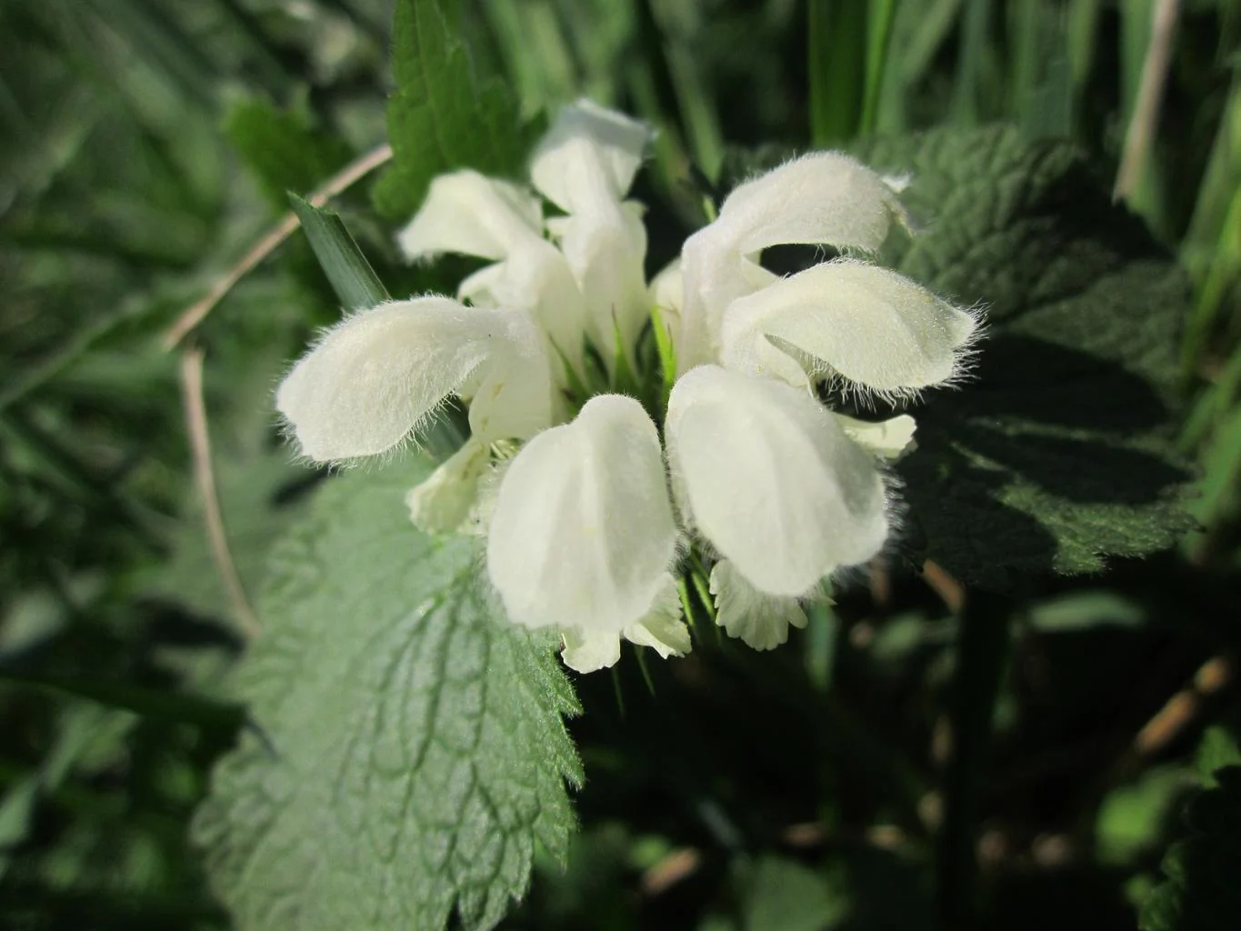 Lamium orvala <br>GIANT DEADNETTLE - Image 3