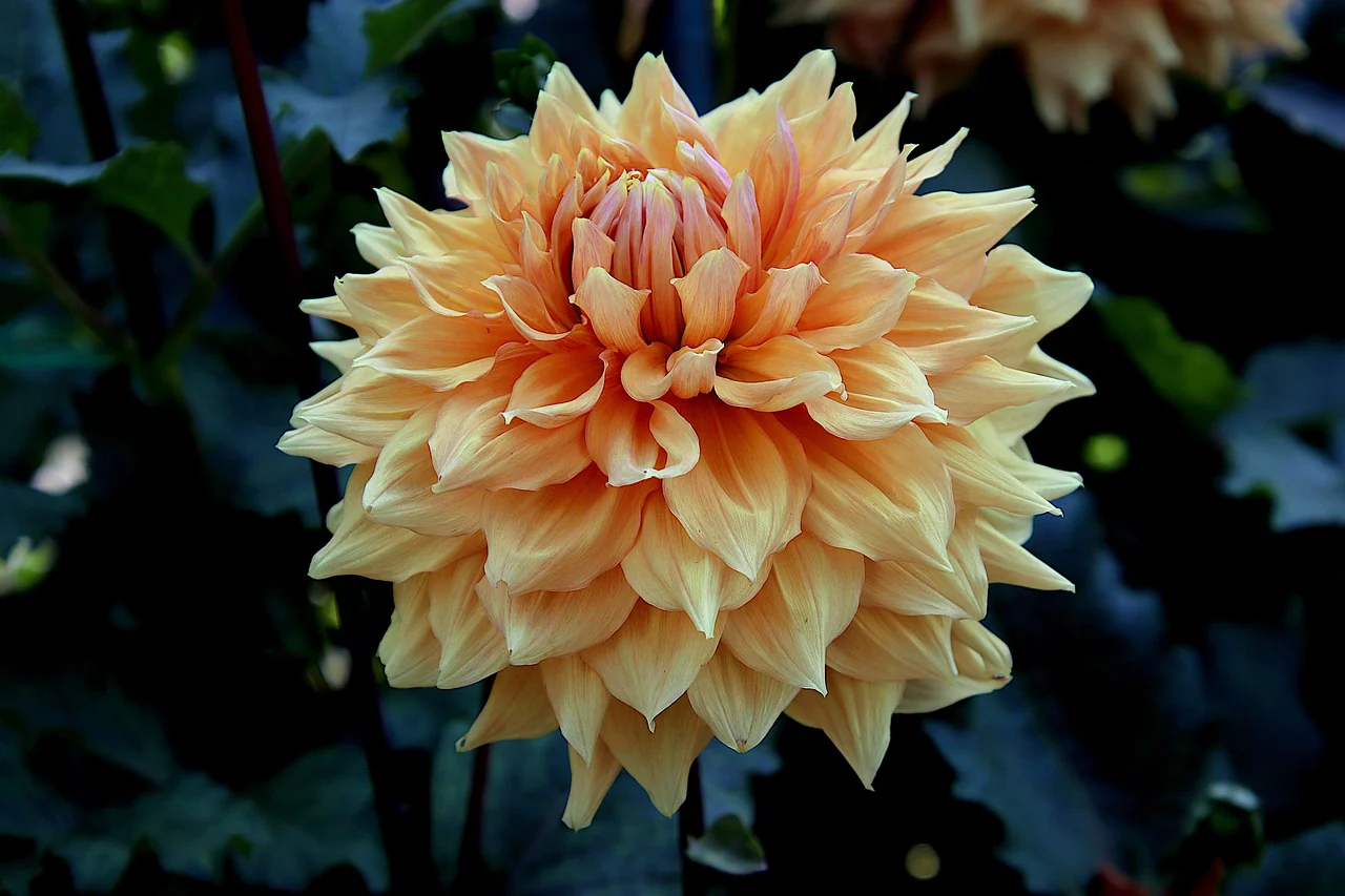 Dahlia grandiflora <br>DAHLIA LARGE DOUBLE - Image 4