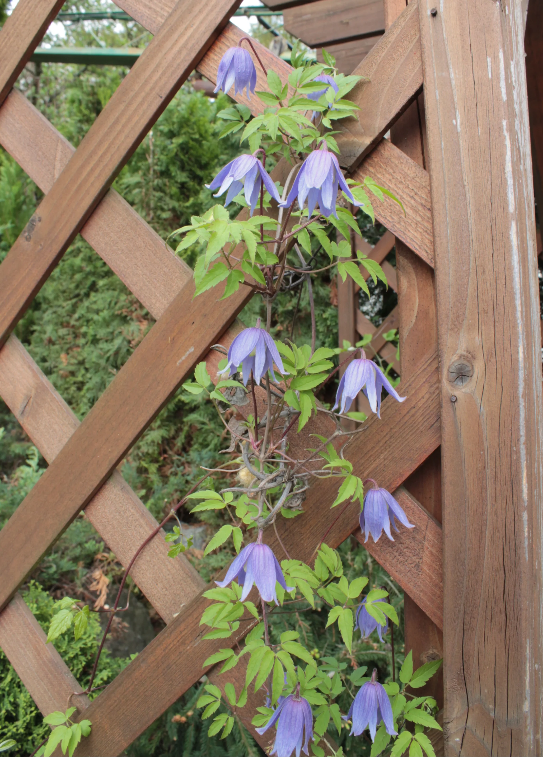 Clematis macropetala <br>LARGE FLOWER CLEMATIS