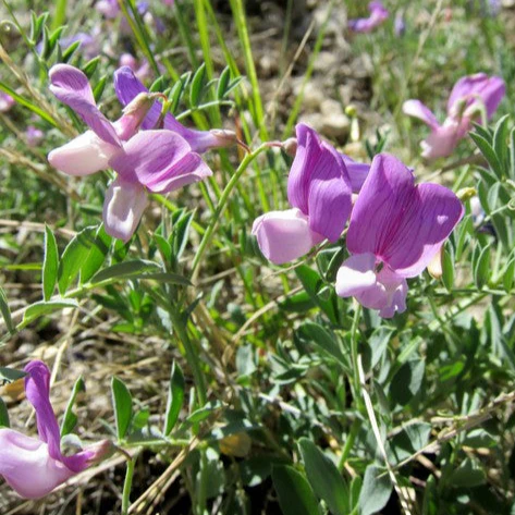 Lathyrus maritimus <br>NATIVE BEACH PEA, SEA PEA