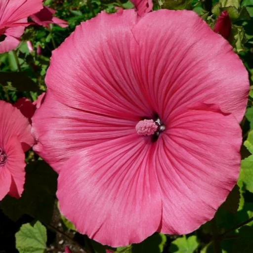Lavatera trimestris <br>RUBY ROSE MALLOW