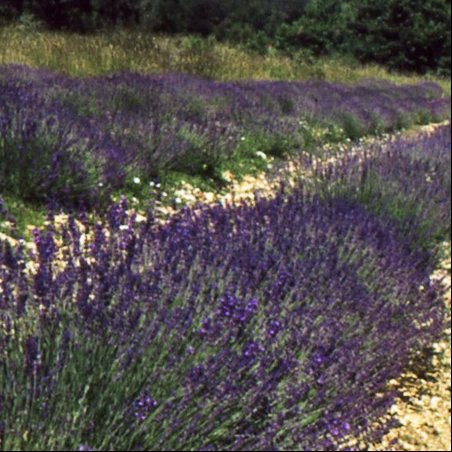 Lavandula latifolia <br>GARDEN LAVENDER