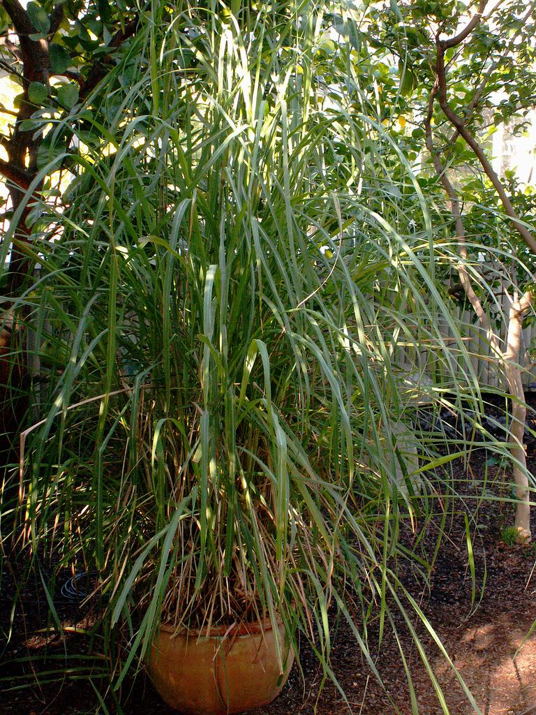 Cymbopogon flexuosus <br>CITRONELLA GRASS, LEMONGRASS, LEMON GRASS