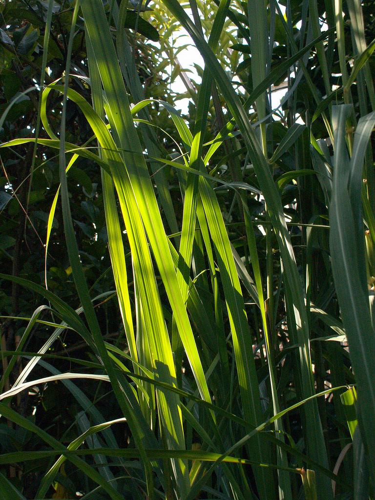 Cymbopogon flexuosus <br>CITRONELLA GRASS, LEMONGRASS, LEMON GRASS - Image 2
