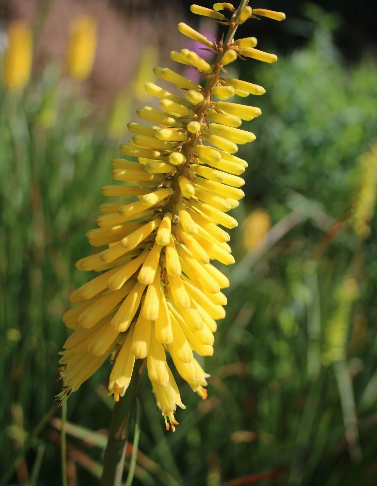 Kniphofia citrina <br>LEMON YELLOW HOT POKER