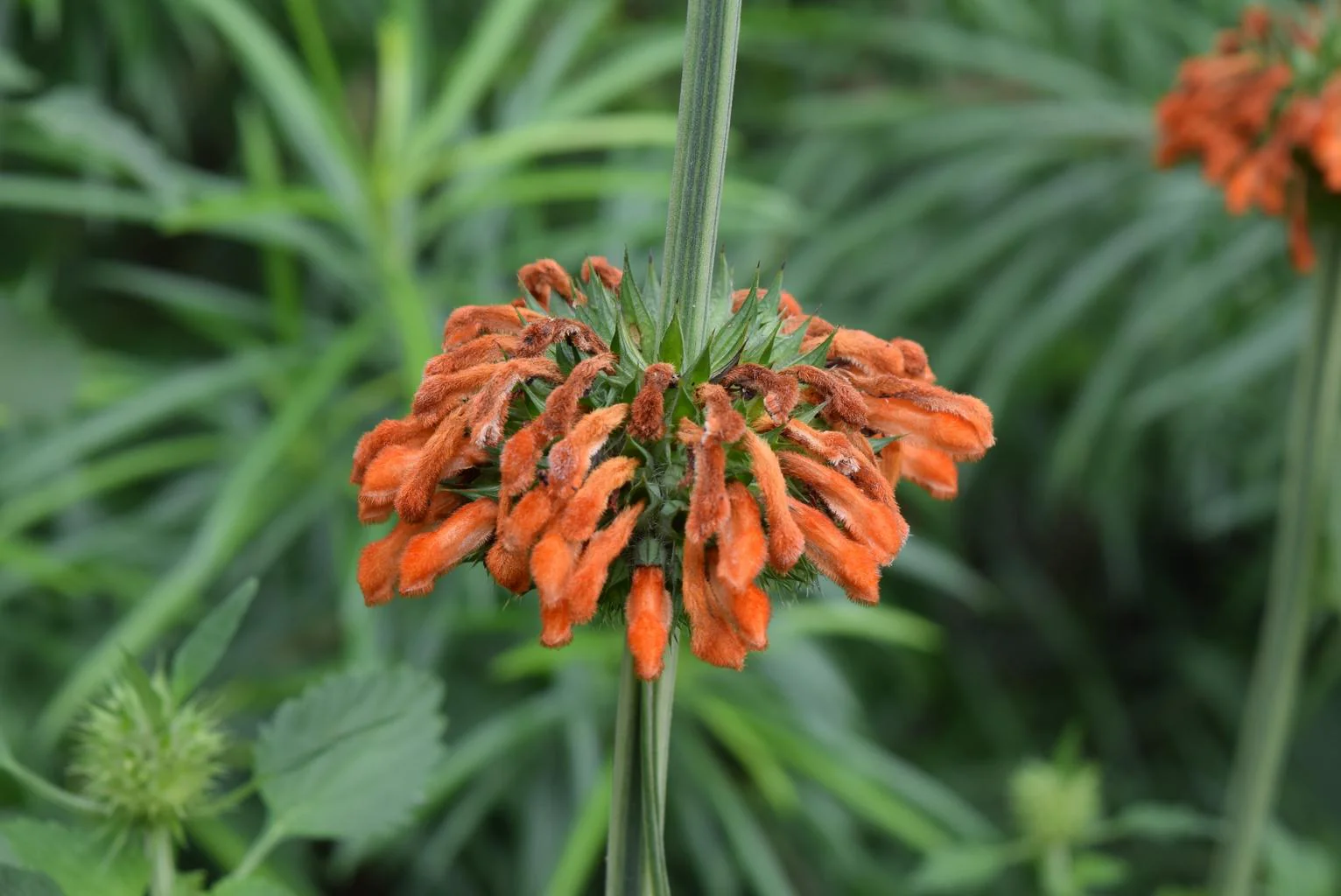 Leonotis nepetifolia <br>LION'S EAR