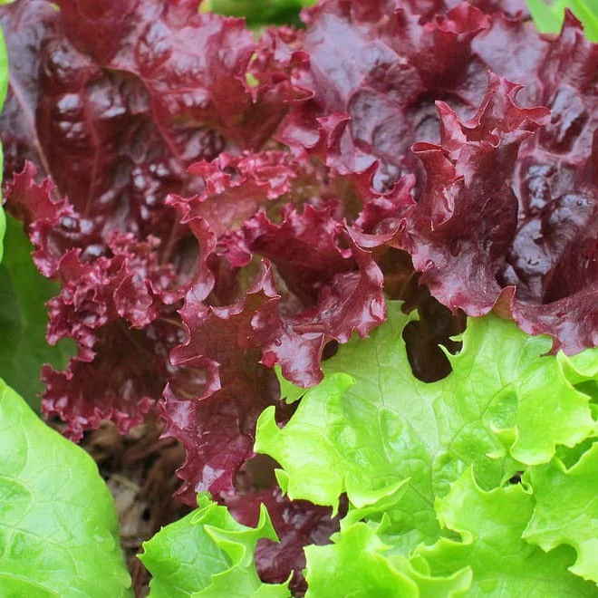 Lactuca sativa <br>LETTUCE 'RED SALAD BOWL'