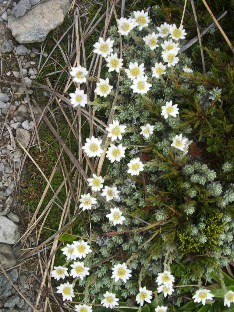 Leucogenes grandiceps <br>NEW ZEALAND EDELWEISS, SOUTH ISLAND EDELWEISS