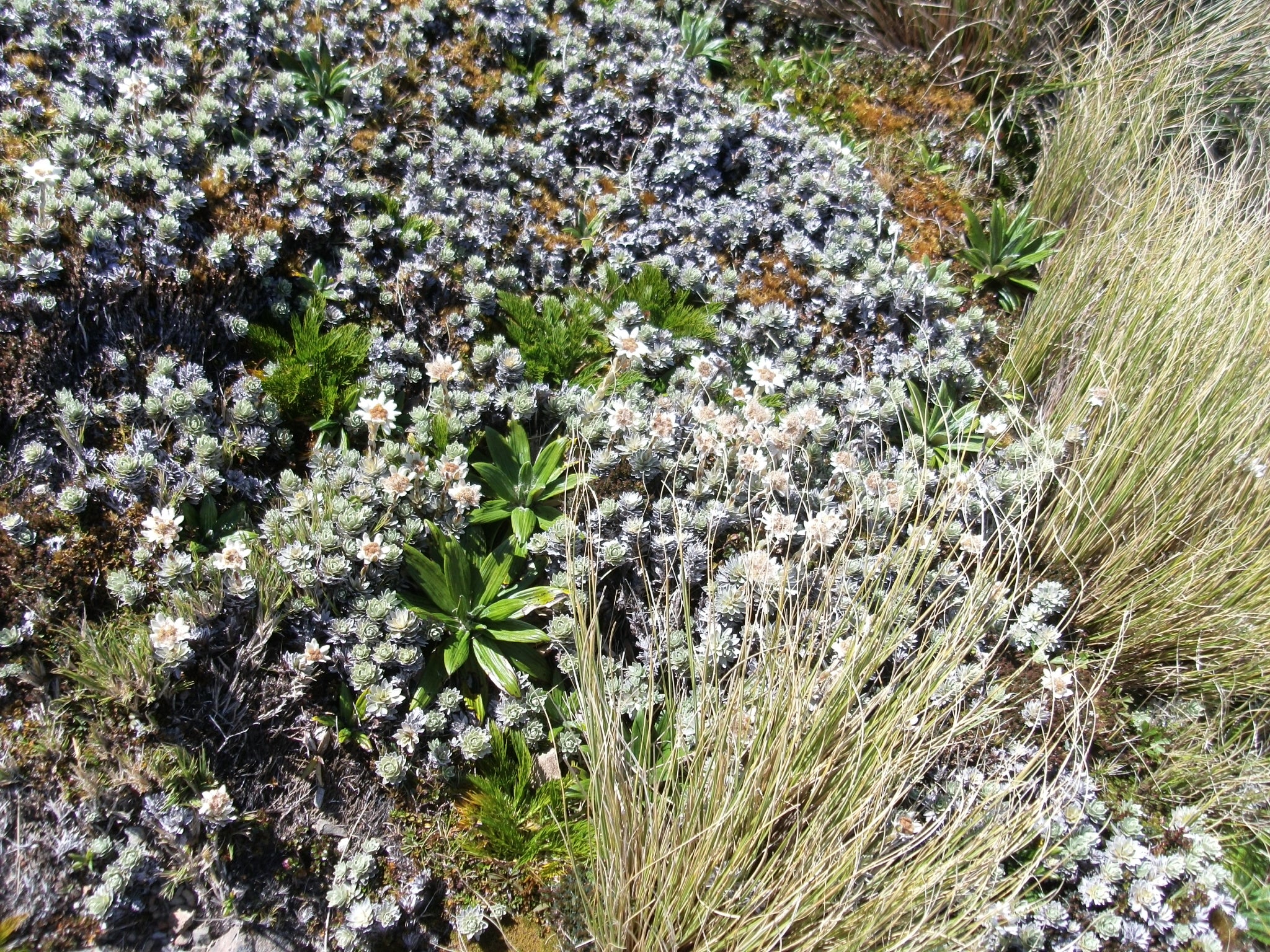 Leucogenes grandiceps <br>NEW ZEALAND EDELWEISS, SOUTH ISLAND EDELWEISS - Image 3