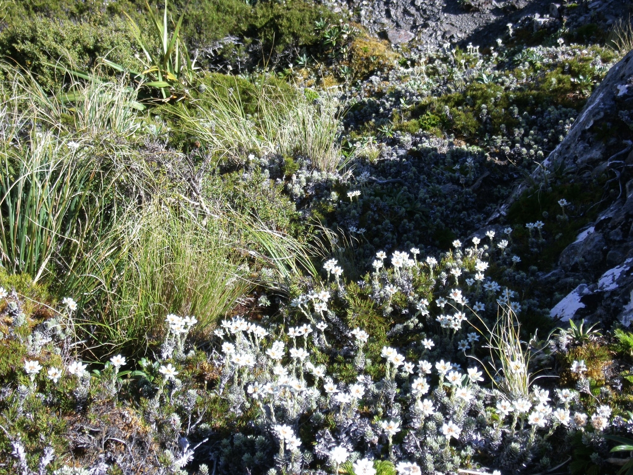 Leucogenes grandiceps <br>NEW ZEALAND EDELWEISS, SOUTH ISLAND EDELWEISS - Image 4