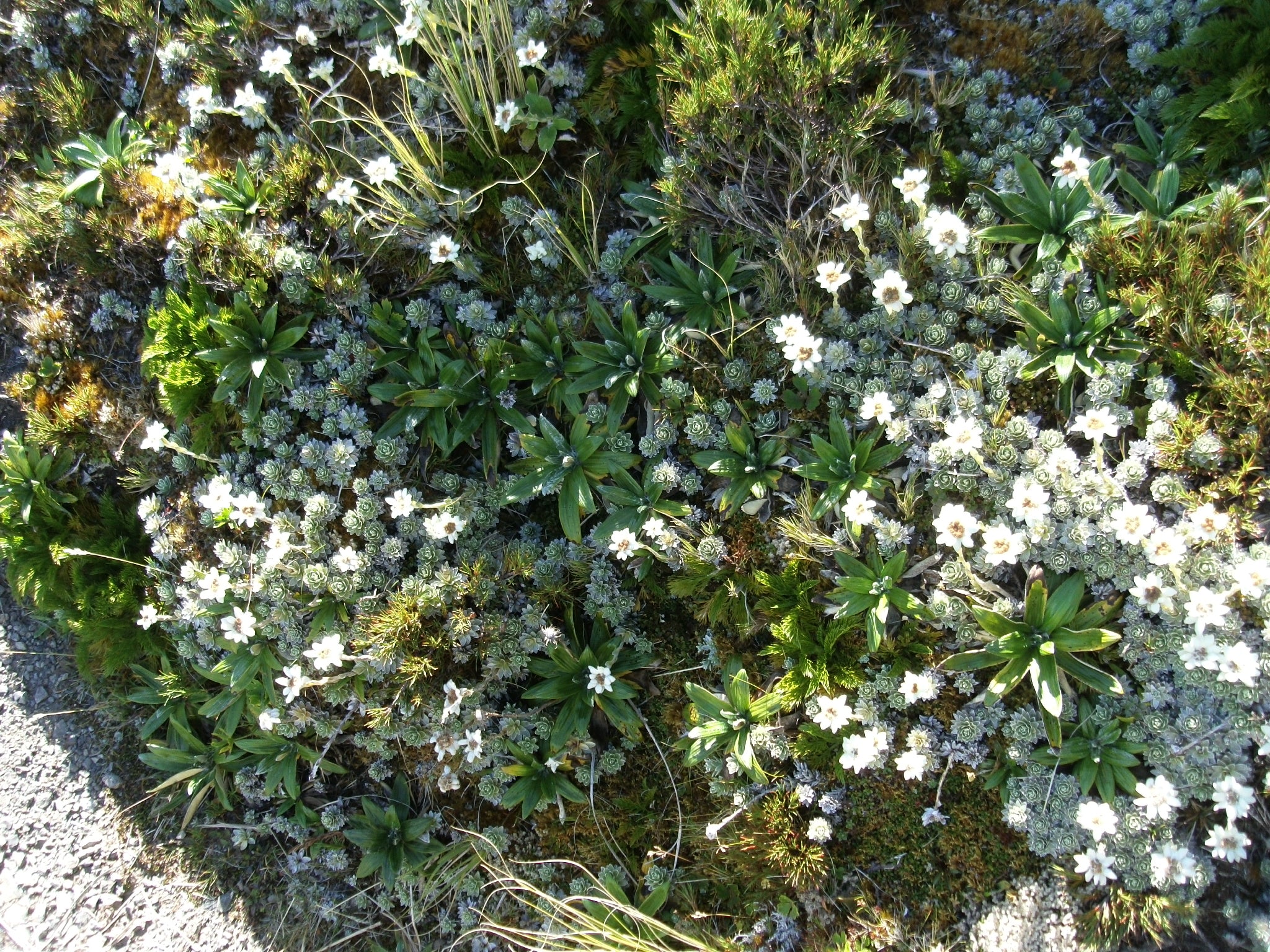 Leucogenes grandiceps <br>NEW ZEALAND EDELWEISS, SOUTH ISLAND EDELWEISS - Image 5