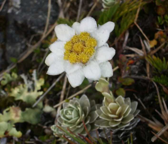 Leucogenes grandiceps <br>NEW ZEALAND EDELWEISS, SOUTH ISLAND EDELWEISS - Image 6