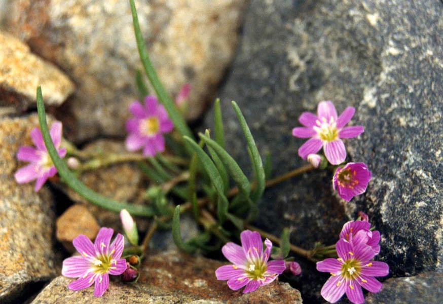 Lewisia pygmaea <br>ALPINE LEWISIA