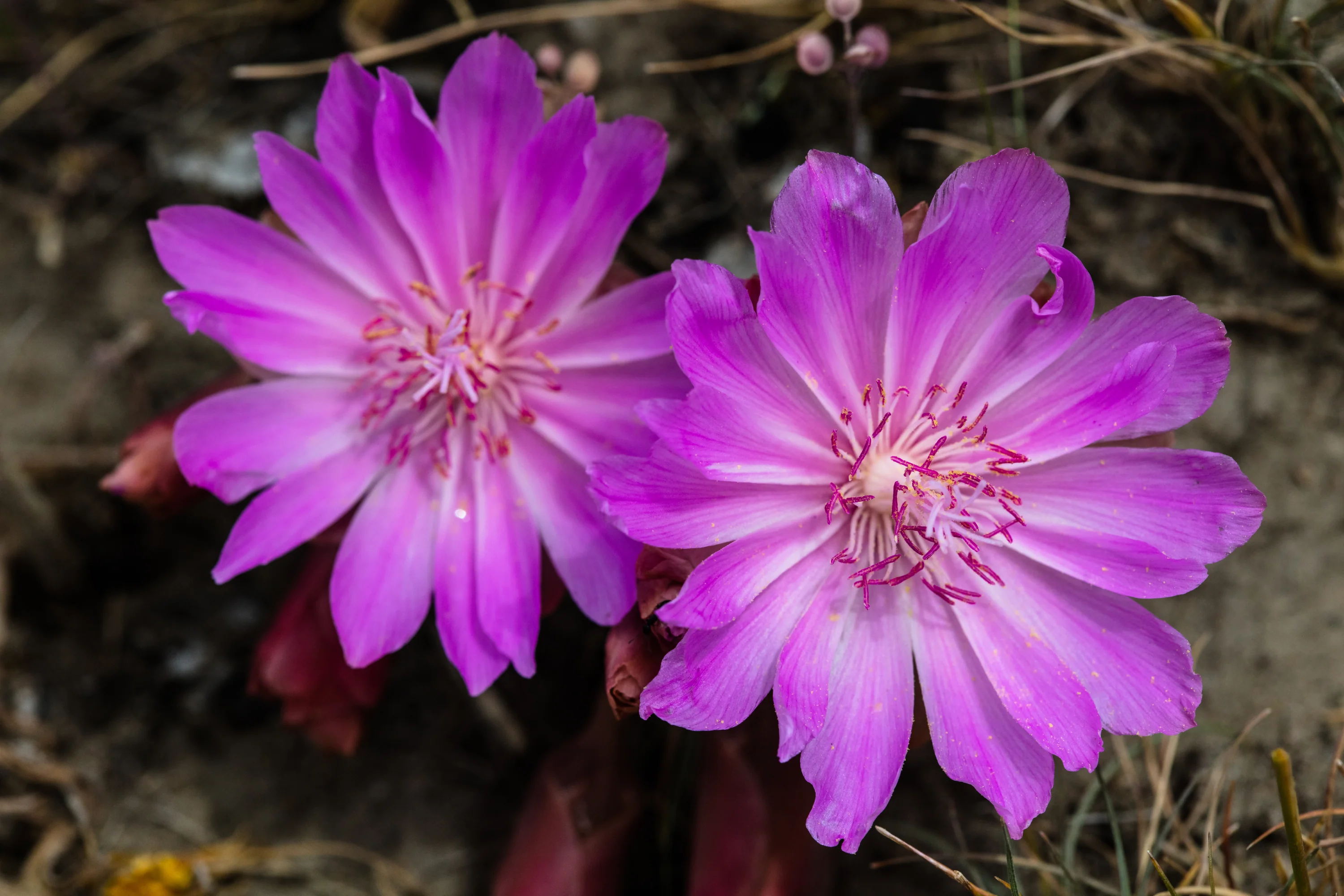 Lewisia rediviva <br>OREGON BITTERROOT - Image 2