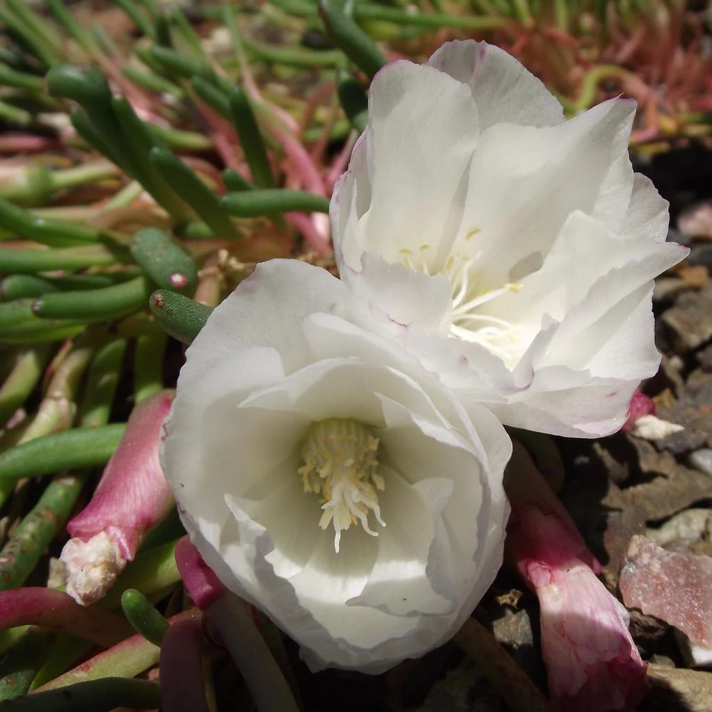 Lewisia rediviva <br>OREGON BITTERROOT - Image 3