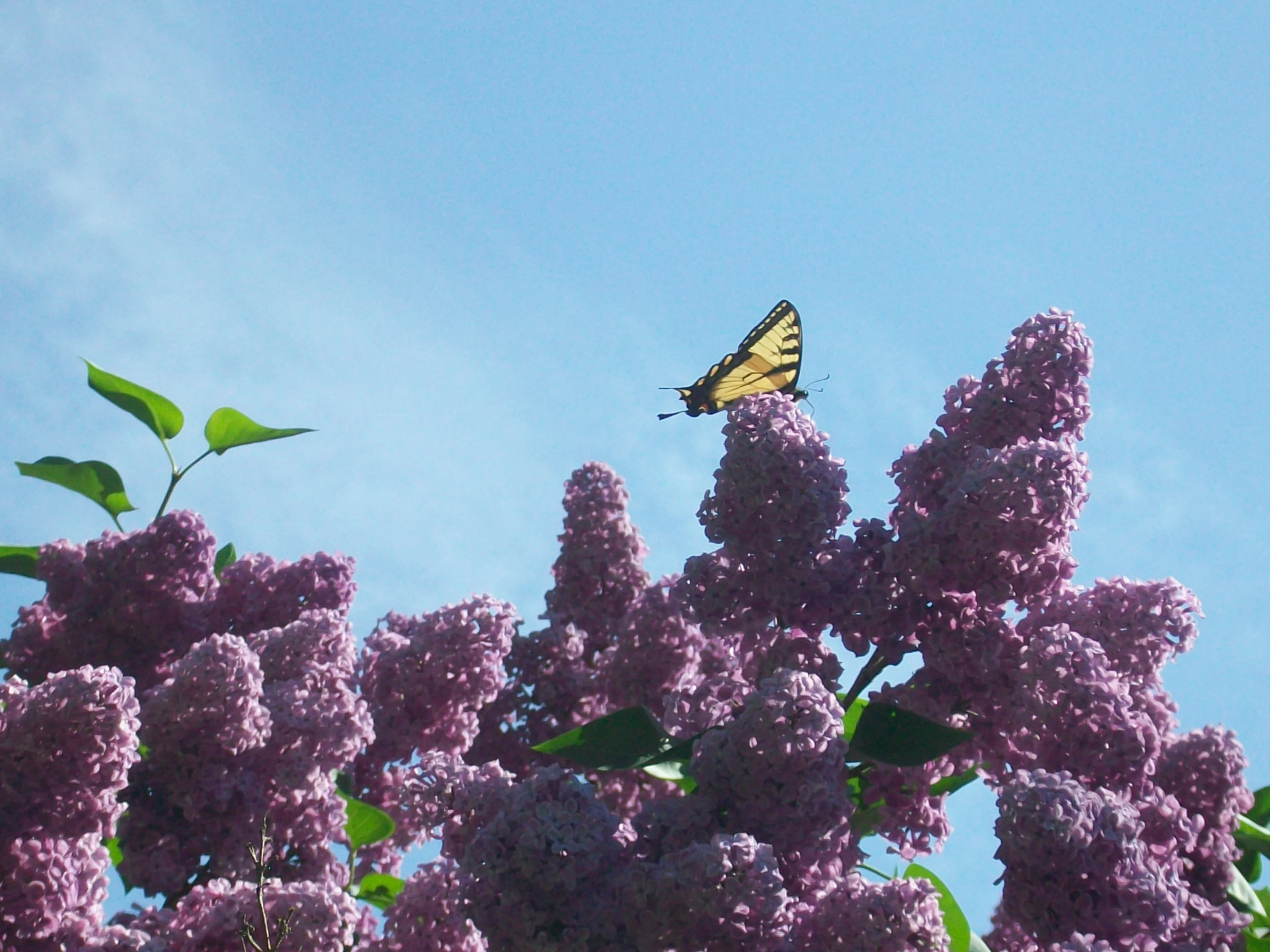 Syringa vulgaris <br>FRENCH LILAC - Image 3