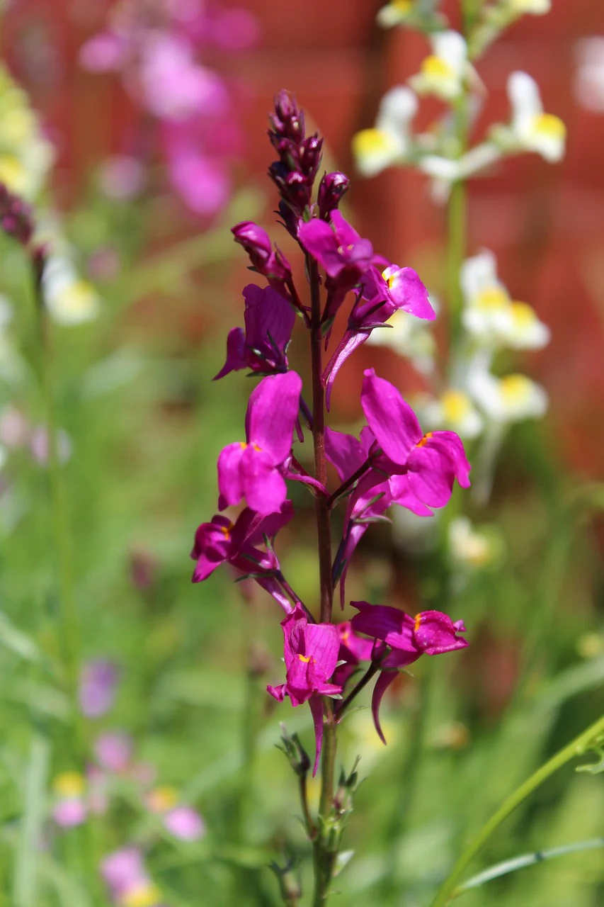 Linaria aeruginea <br>ROADSIDE TOADFLAX MIX