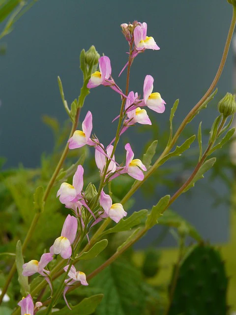 Linaria aeruginea <br>ROADSIDE TOADFLAX MIX - Image 2