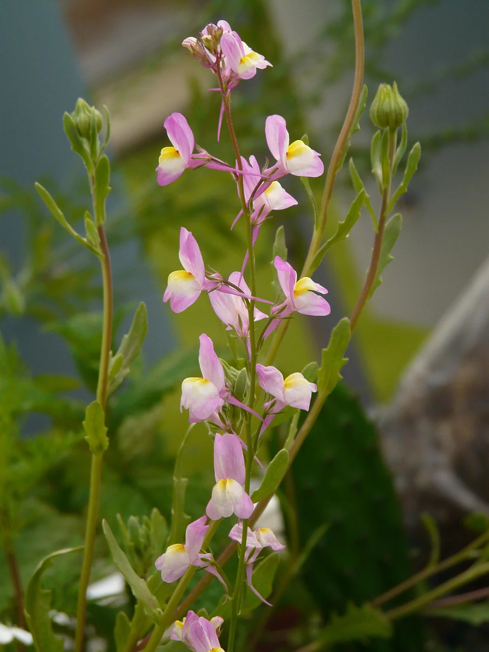 Linaria aeruginea <br>ROADSIDE TOADFLAX MIX - Image 3