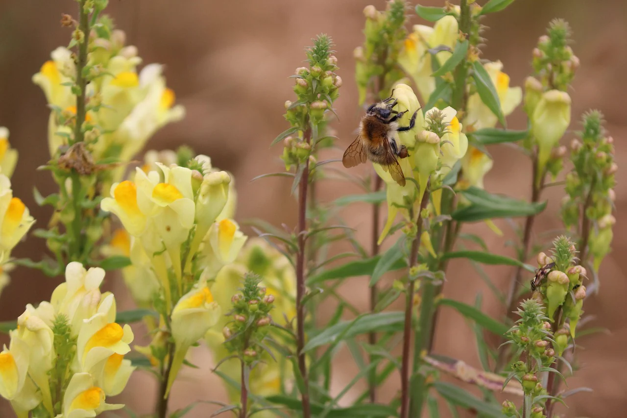 Linaria aeruginea <br>ROADSIDE TOADFLAX MIX - Image 4