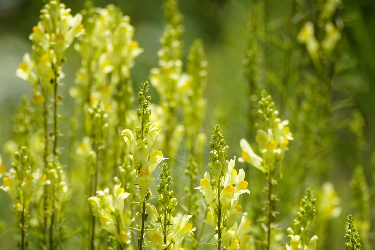 Linaria aeruginea <br>ROADSIDE TOADFLAX MIX - Image 5