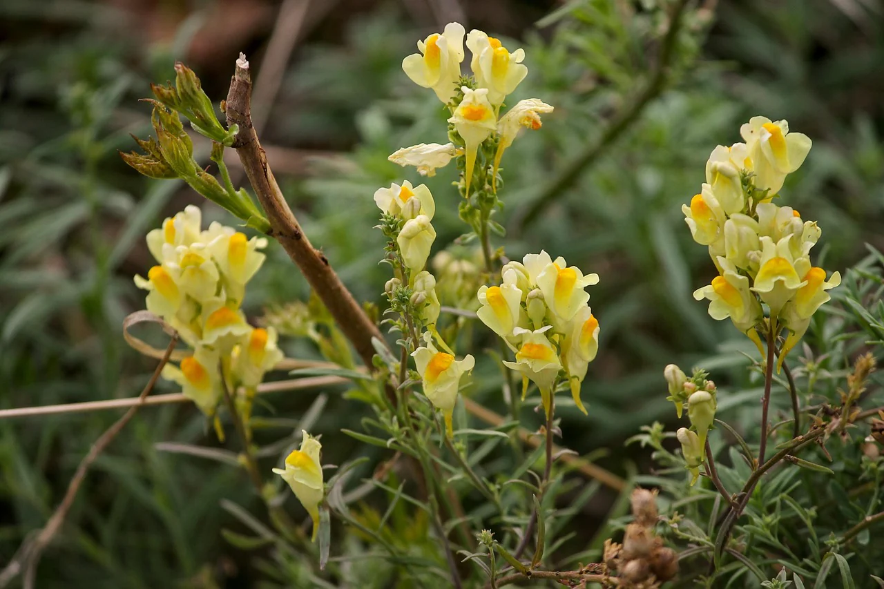 Linaria aeruginea <br>ROADSIDE TOADFLAX MIX - Image 6