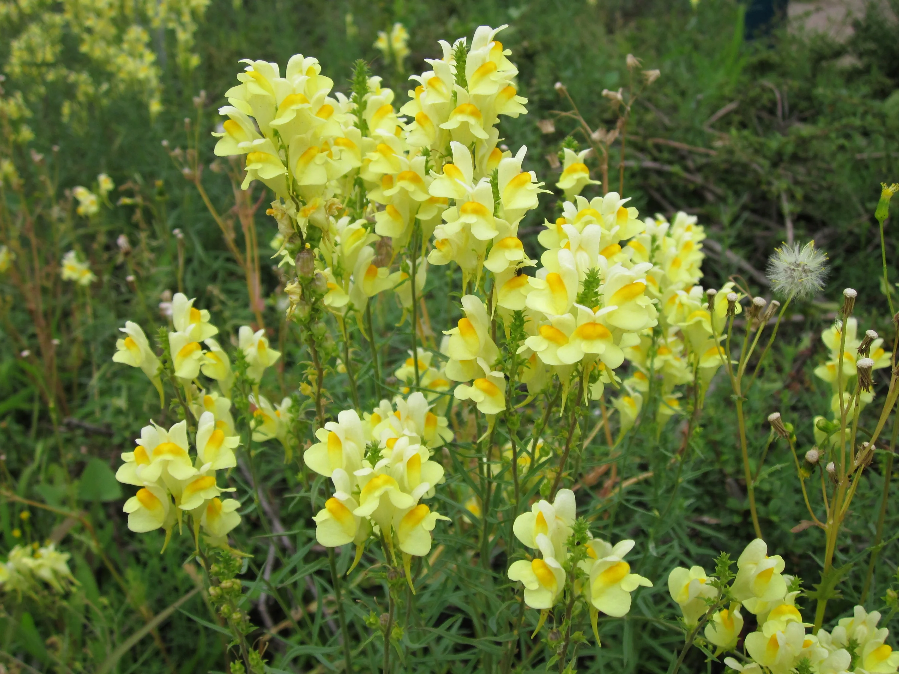 Linaria vulgaris <br>YELLOW COMMON TOADFLAX - Image 2