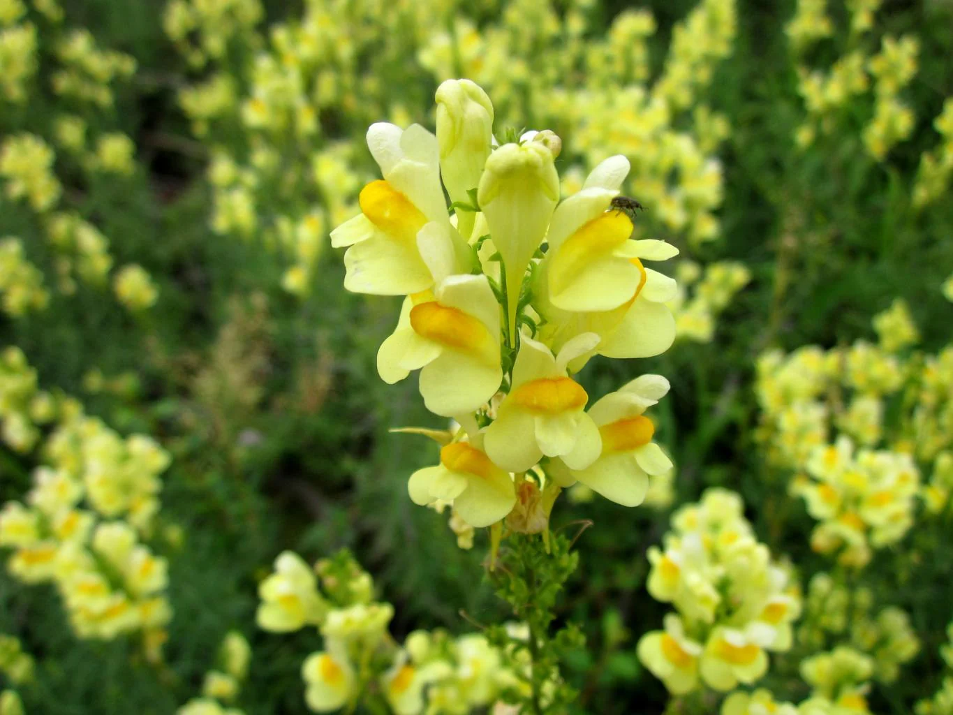 Linaria vulgaris <br>YELLOW COMMON TOADFLAX - Image 3