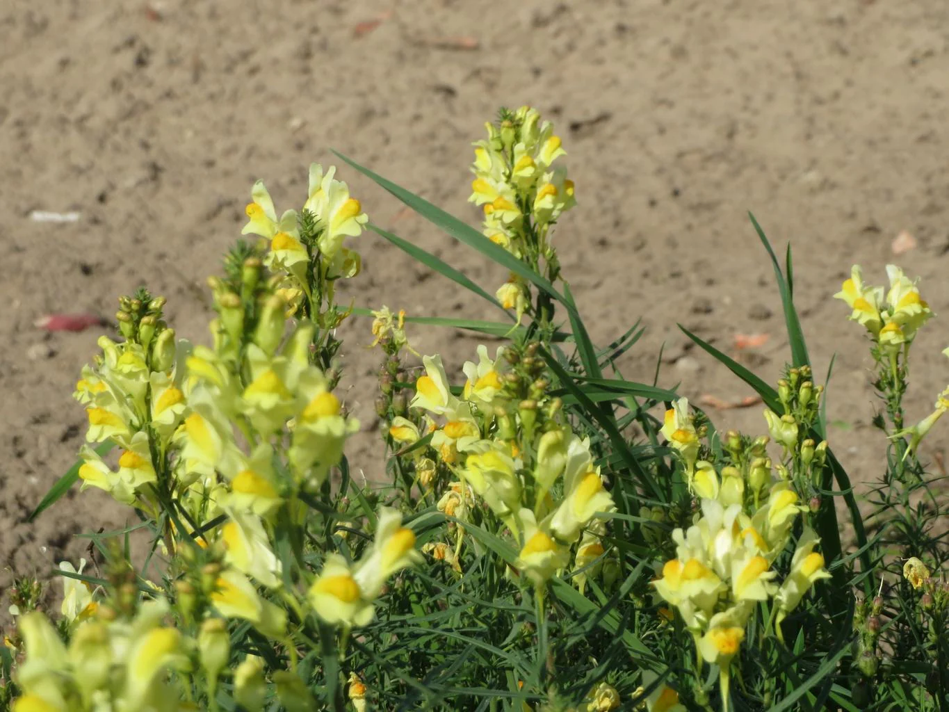 Linaria vulgaris <br>YELLOW COMMON TOADFLAX - Image 4