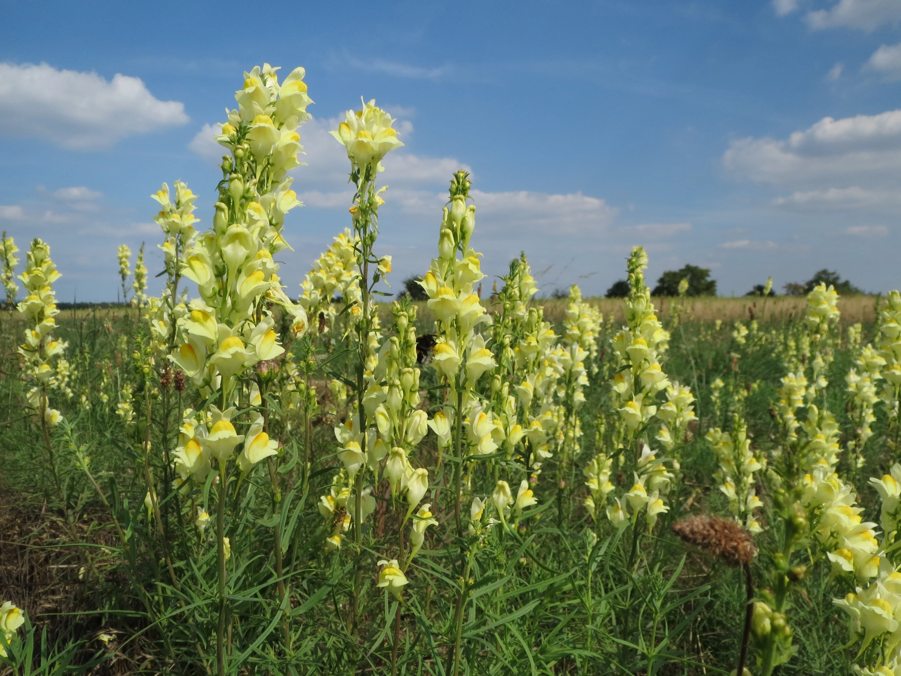 Linaria vulgaris <br>YELLOW COMMON TOADFLAX - Image 5