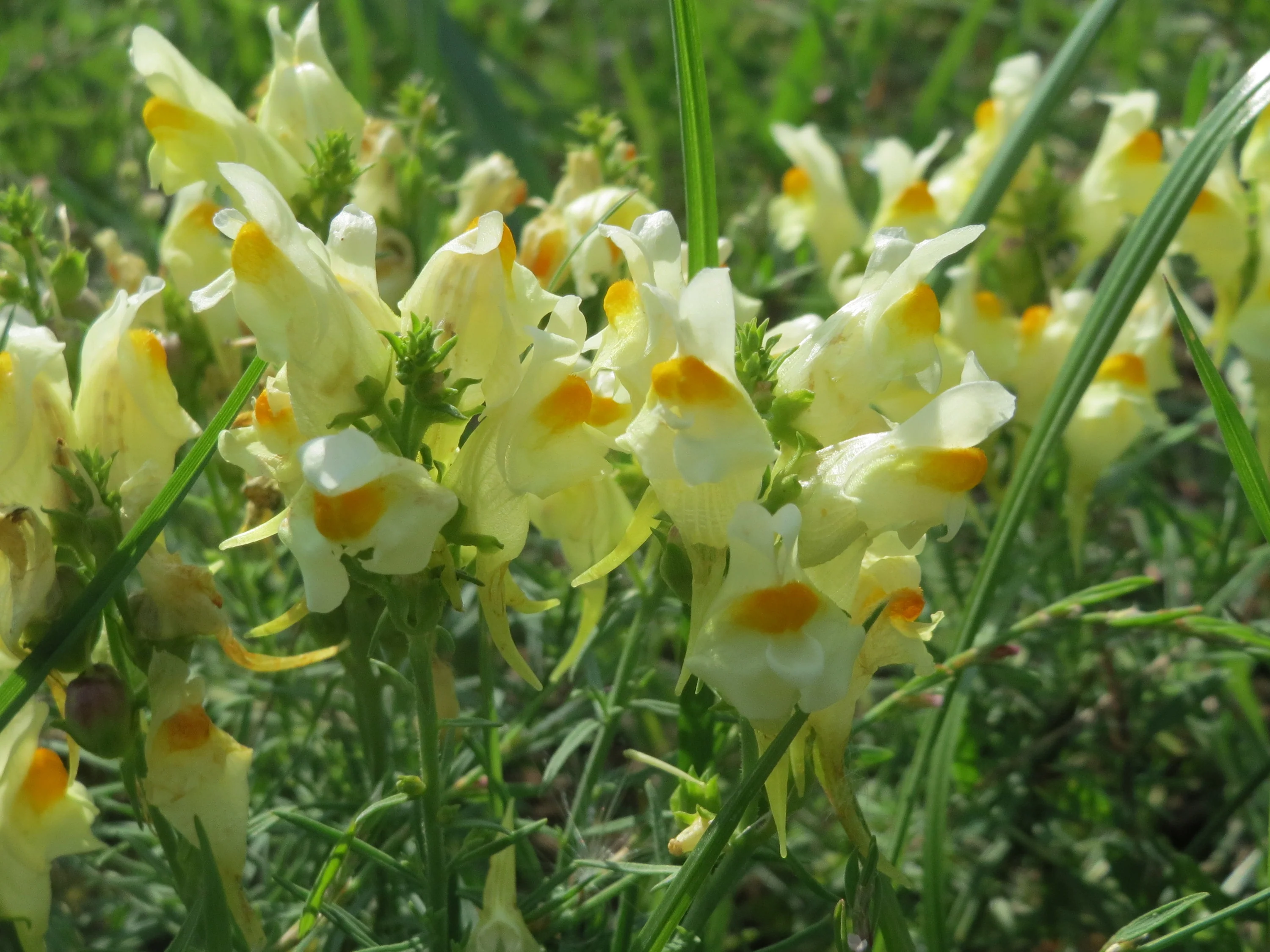 Linaria vulgaris <br>YELLOW COMMON TOADFLAX - Image 6
