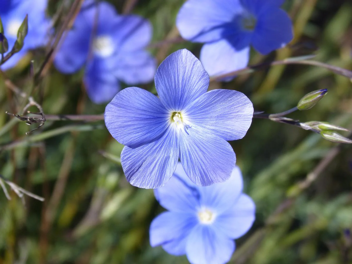 Linum lewisii <br>PRAIRIE FLAX, WILD BLUE
