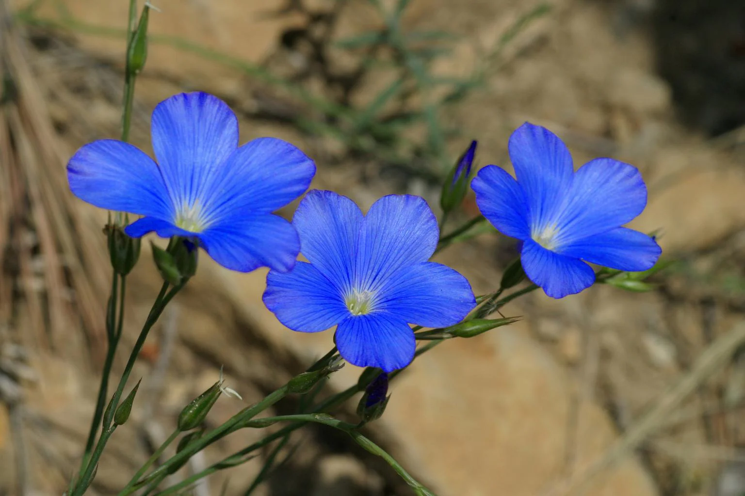 Linum narbonense <br>NARBONNE FLAX - Image 2