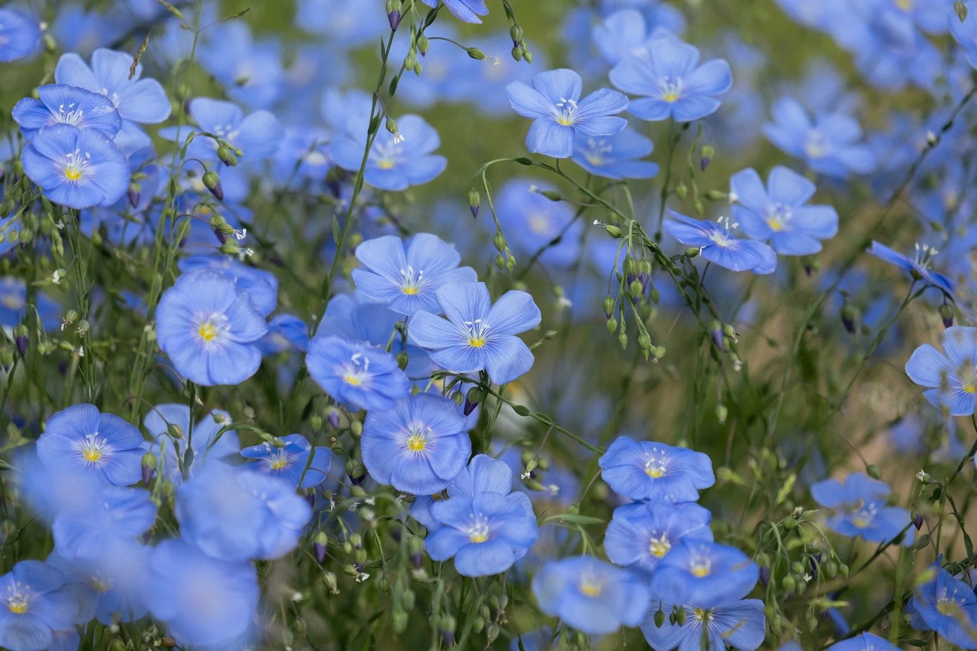 Linum perenne <br>FLAX COMPACT 'BLUE SAPPHIRE'