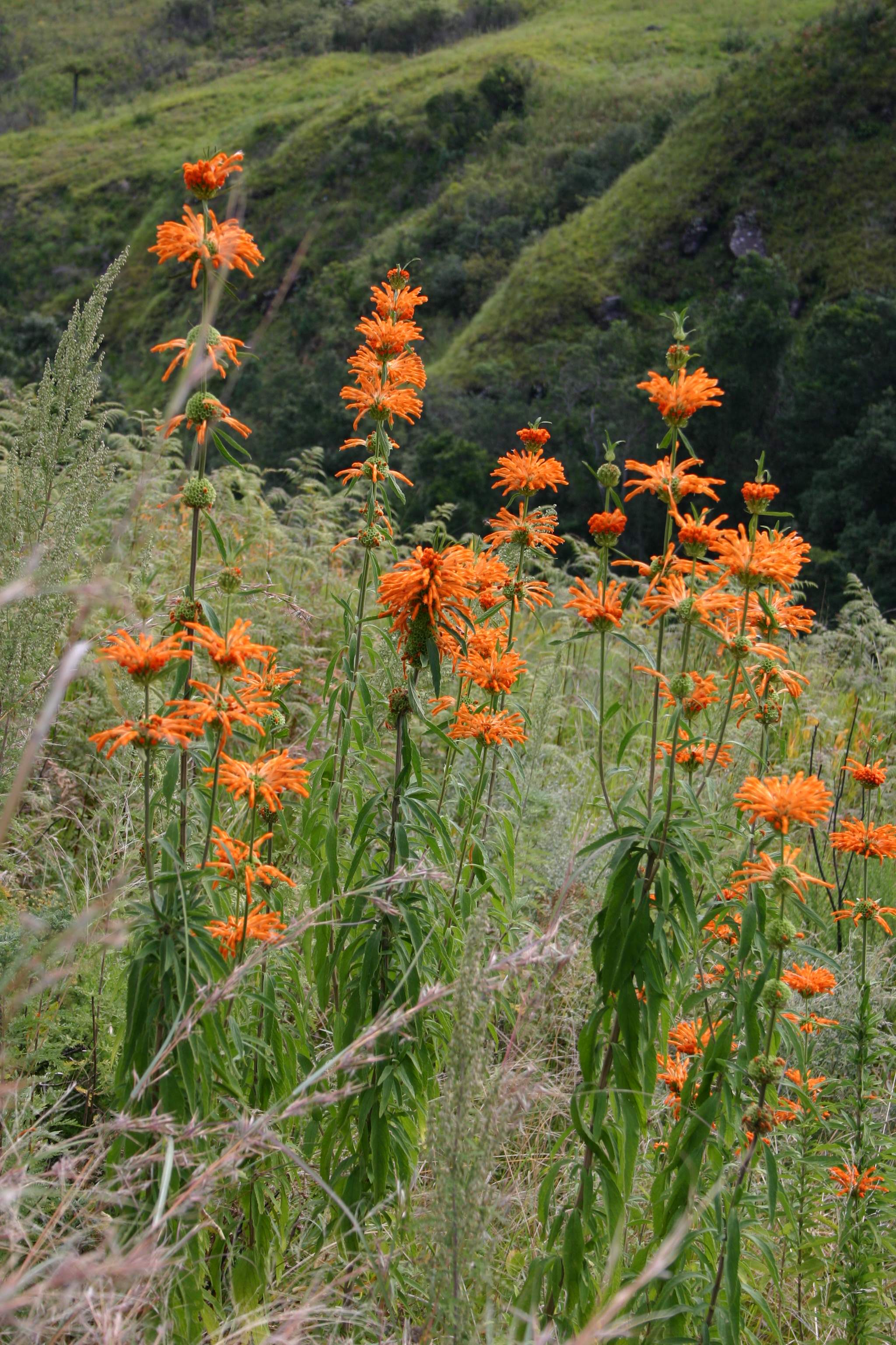 Leonotis leanurus <br>LIONS MAIN, LION TAIL, WILD DAGGA